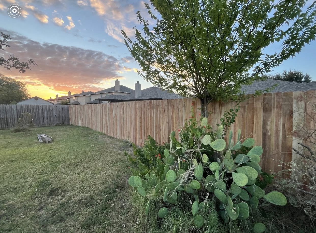 Cedar privacy fence at sunset with cactus garden