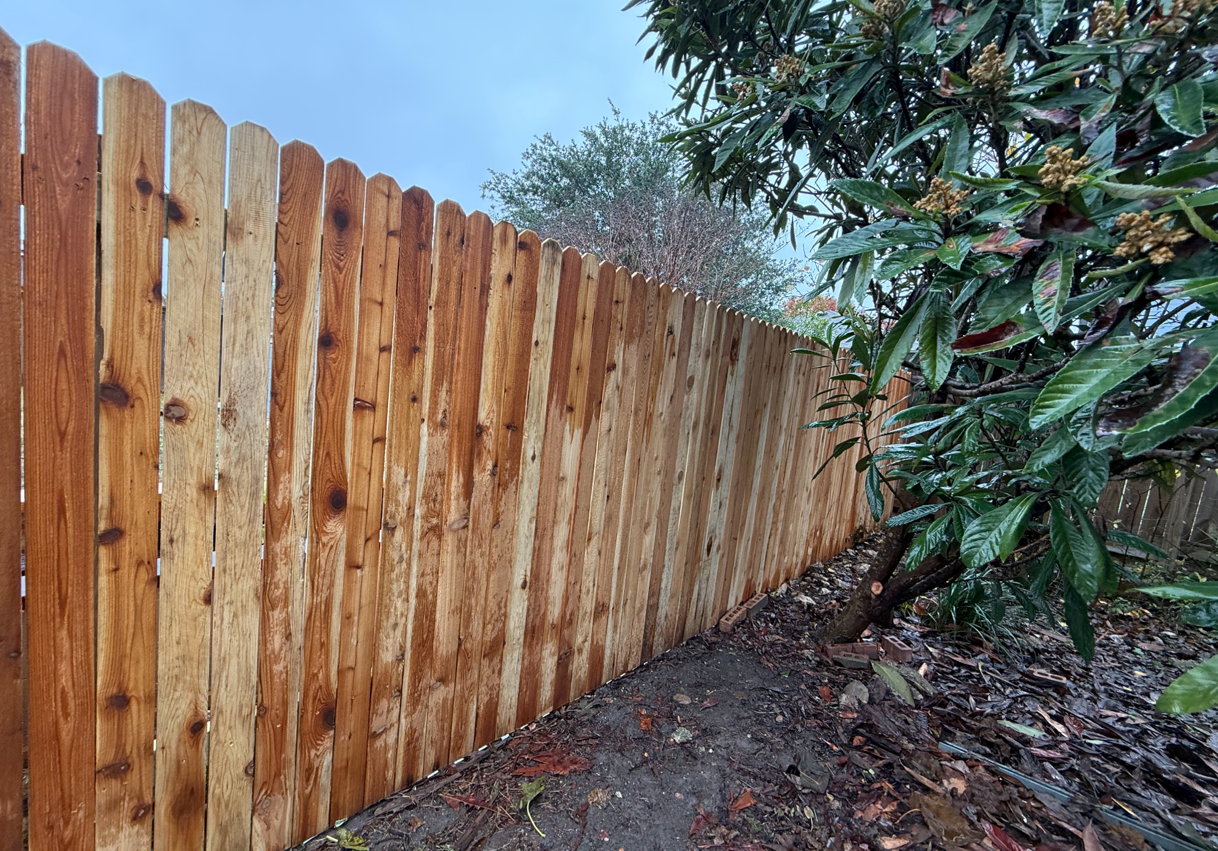 Stained cedar dog-ear privacy fence in Austin, TX